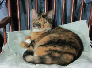 Scrabble, Office Manager and Cat of all Work