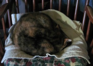 Scrabble supervising me from /m/y  /M/o/z/a/r/t/'s HER rocker
