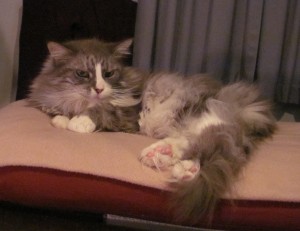 Mozart napping on the pillow at the bottom of the bed, also displaying footage.