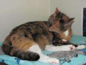 Scrabble taking a bath, with heffalumps. Note the rare footage of the toes, like little pearls.