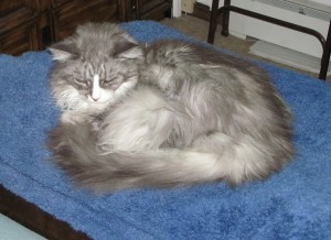 Mozart supervises the bed-making. Photo by Sharon Lee