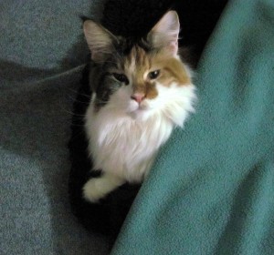 Sprite takes a paws-on approach. Photo by Sharon Lee