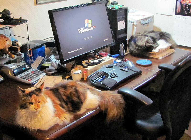 Coon cats at work.  Photo by Sharon Lee