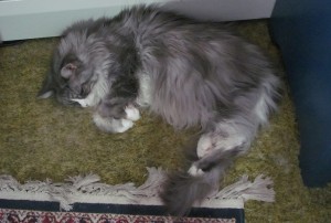Mozart taking on warmth. Photo by Sharon Lee