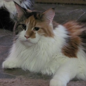 Portrait of a Princess Photo by Sharon Lee
