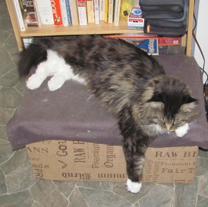 Trooper measuring the distance between the top of the box and the floor Photo by Sharon Lee