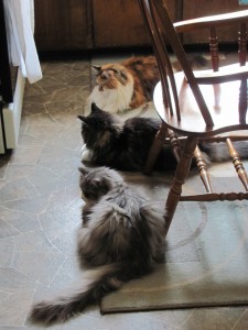 Coon cats at work May 26, 2014 Photo by Sharon Lee