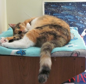 Scrabble demonstrating one of her new modern dance moves. May 26, 2014 Photo by Sharon Lee