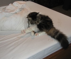 Trooper helping with the chores