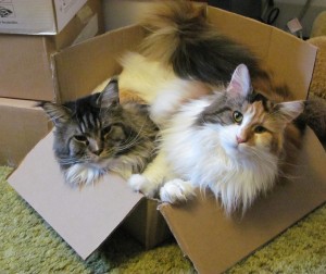 Trooper and Sprite. Two cats, one box; too cute.