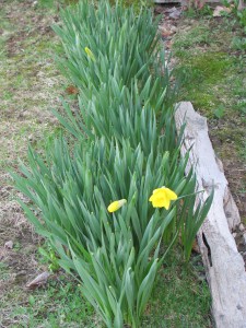 Houston, we have daffodil