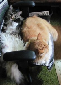 Cats are my copilot May 4 2016