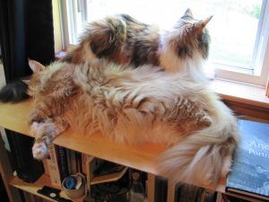 Observation Post June 30 2016