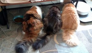 second-breakfast-oct-27-2016